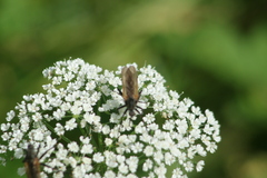 Empis tessellata