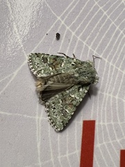 Lacinipolia laudabilis