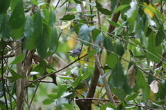 Zosterops mauritianus
