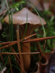 Chroogomphus rutilus