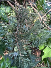 Juniperus barbadensis