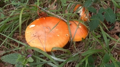 Amanita caesarea