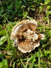Meripilus sumstinei image