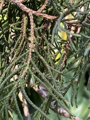 Juniperus barbadensis