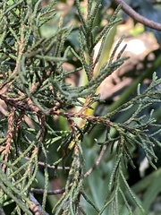 Juniperus barbadensis