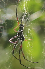 Trichonephila inaurata madagascariensis