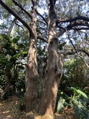 Juniperus barbadensis