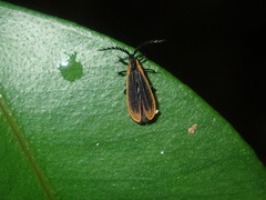 Lycidae