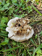 Meripilus sumstinei image