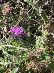 Centaurea