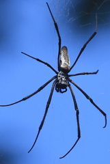 Trichonephila inaurata