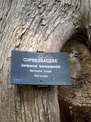 Juniperus barbadensis