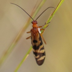 Panorpa rufa