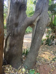Juniperus barbadensis