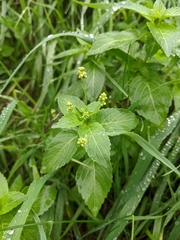 Mercurialis annua