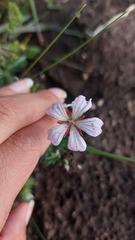 Geranium incanum