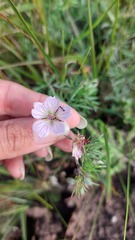 Geranium incanum