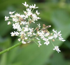 Tenthredo marginella