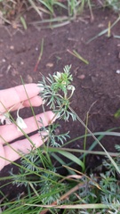 Geranium incanum