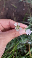 Geranium incanum