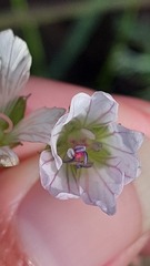 Geranium incanum