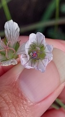 Geranium incanum