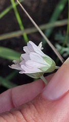 Geranium incanum