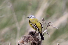 Motacilla flava