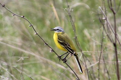 Motacilla flava