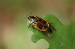 Dendroxena quadrimaculata
