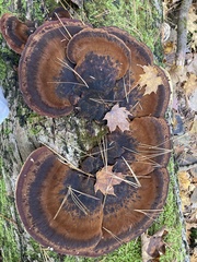 Ischnoderma benzoinum