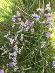 Limonium vulgare