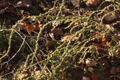 Atriplex intracontinentalis