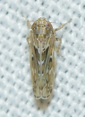 Maiestas schmidtgeni