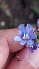 Nemesia affinis