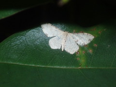 Idaea halmaea