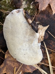 Ischnoderma benzoinum