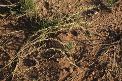 Atriplex intracontinentalis