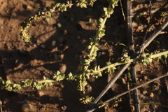 Atriplex intracontinentalis