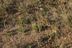 Atriplex intracontinentalis