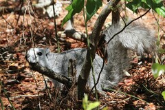 Sciurus niger cinereus