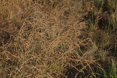 Atriplex intracontinentalis