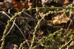 Atriplex intracontinentalis