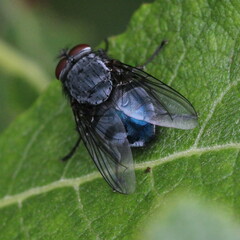 Calliphora
