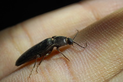 Elateridae