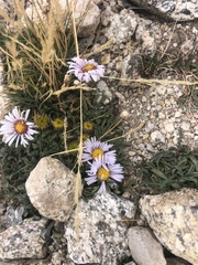 Erigeron clokeyi