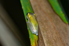Litoria