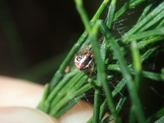 Theridion pyramidale