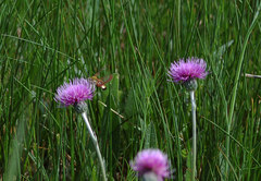 Hemaris fuciformis