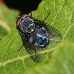 Calliphora